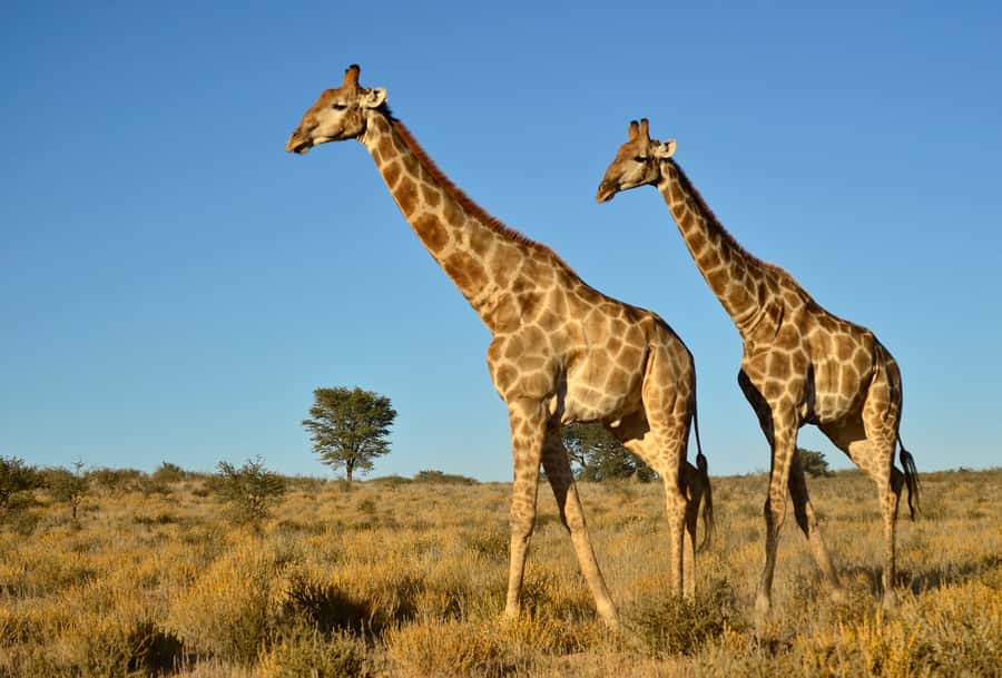 From Durban: Half-Day Safari Tour - Rhinos, giraffes, and the patient pace of wildlife viewing