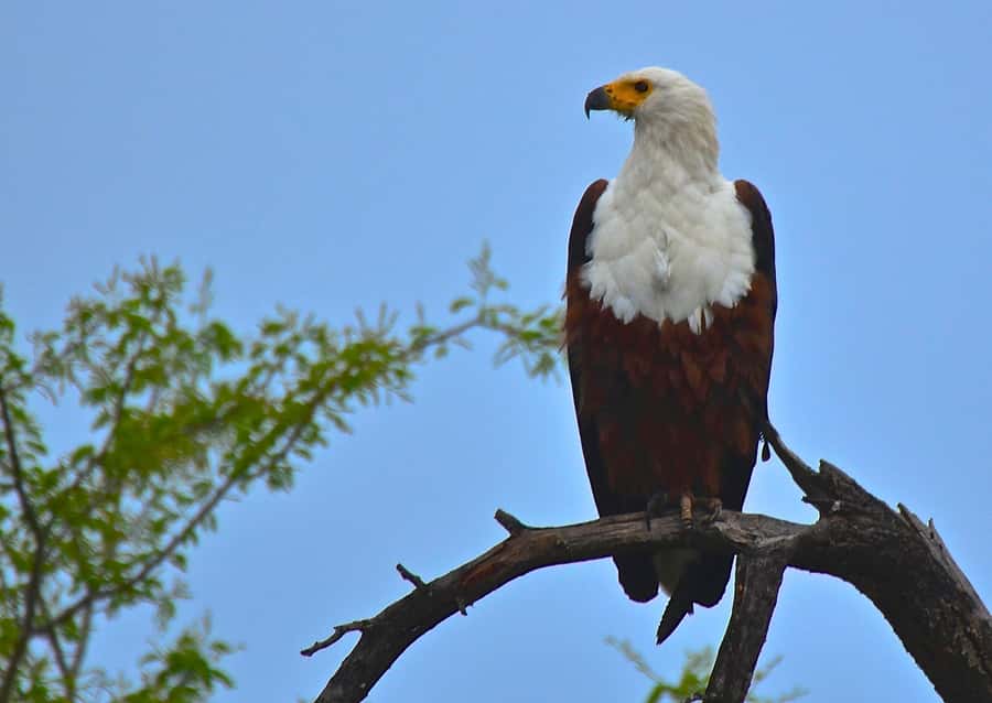From Durban: Half-Day Safari Tour - What the guides add to the day