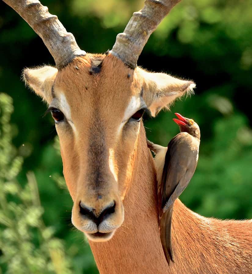 From Durban: Half-Day Safari Tour - Should you book the Tala safari from Durban?