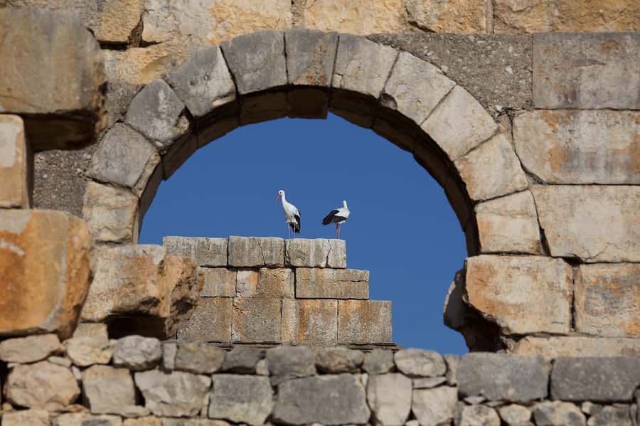 From Fes: Volubilis, Moulay Idriss and Meknes Full-Day Trip - Key points before you book