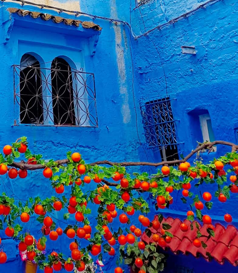 From Fez : Memorable Day Trip to Chefchaouen the Blue City - Lunch and shopping in Chefchaouen