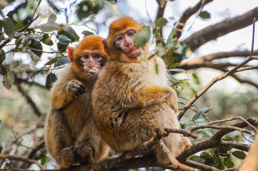 From Fez: Middle Atlas and Monkey Forest Day Trip - Why leave Fez for the Middle Atlas?