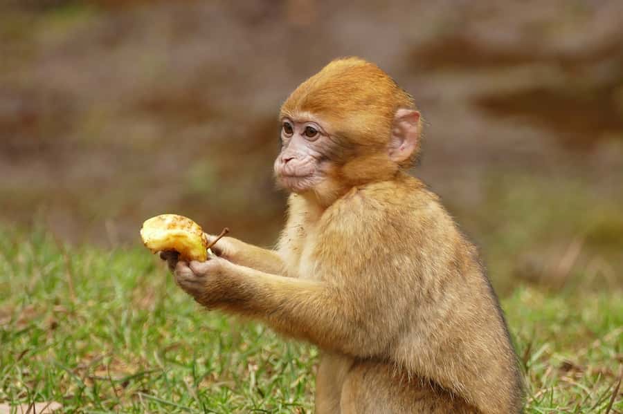 From Fez: Middle Atlas and Monkey Forest Day Trip - The cedar forest and Barbary macaques
