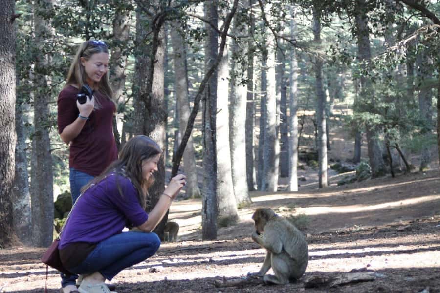 From Fez: Middle Atlas Day Trip with Ifrane National Park - Key points to know before leaving Fez