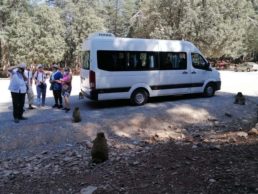 From Fez: Middle Atlas Day Trip with Ifrane National Park - Why this Middle Atlas day trip works