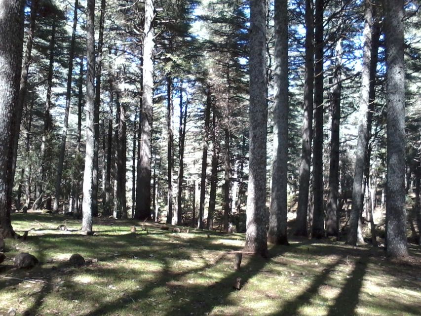From Fez: Middle Atlas Mountains Day Trip - Azrou and the cedar forest macaques