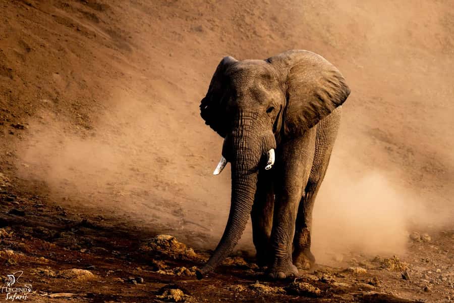 From Hazyview: Kruger National Park Full-Day Safari - What you see from the open safari vehicle