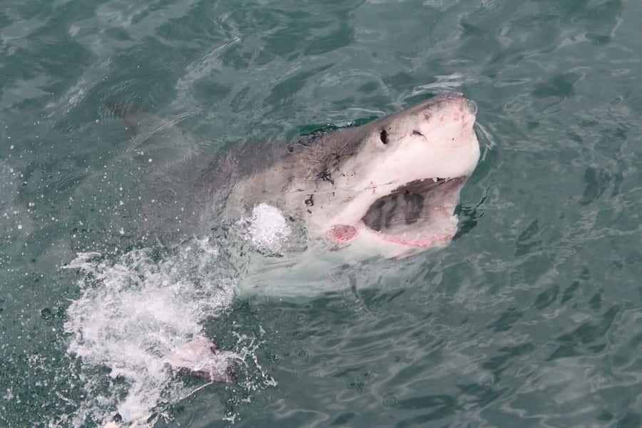 From Hermanus: Cruise with Shark Cage Dive and Lunch - Practical planning for a smoother day