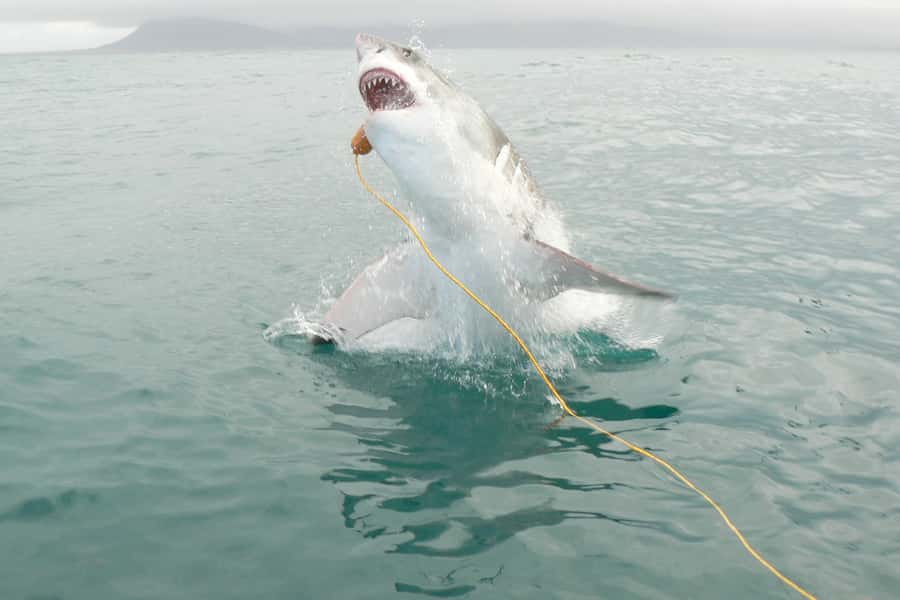 From Hermanus: Cruise with Shark Cage Dive and Lunch - The real attraction: close contact with wild sharks