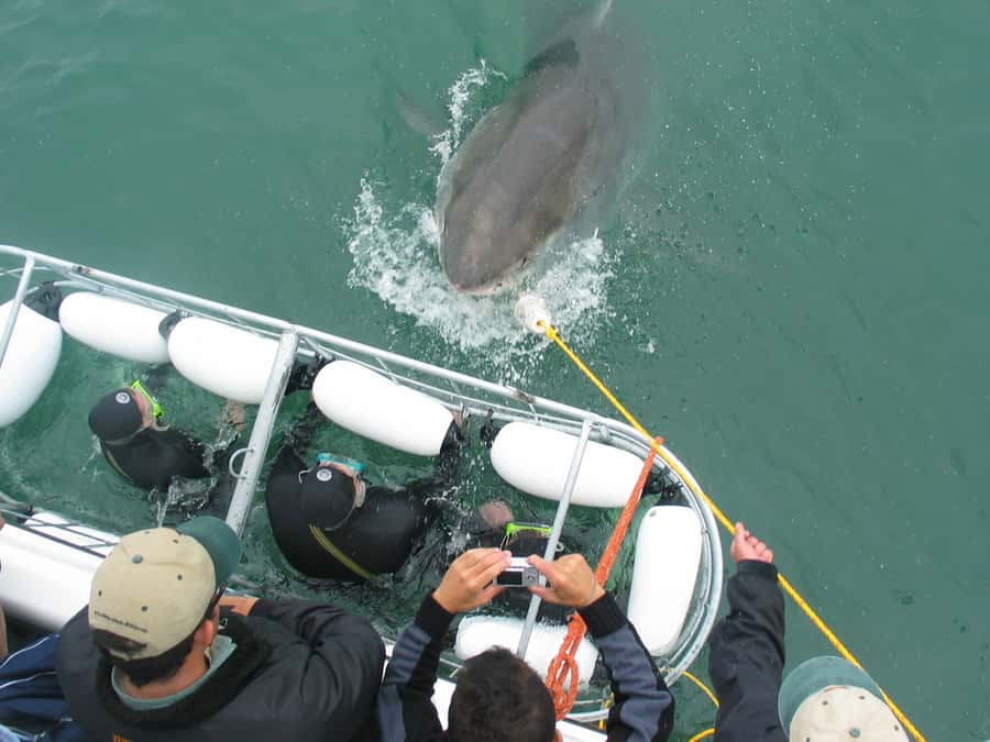 From Hermanus: Cruise with Shark Cage Dive and Lunch - What you might see beneath the surface