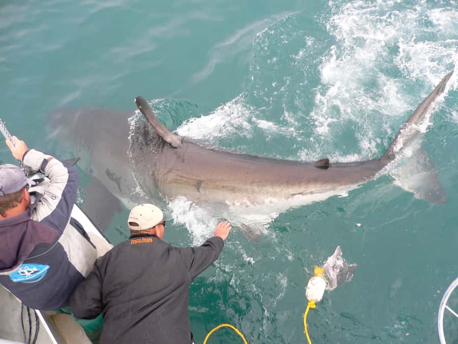From Hermanus: Cruise with Shark Cage Dive and Lunch - The crew, briefing, and camera service