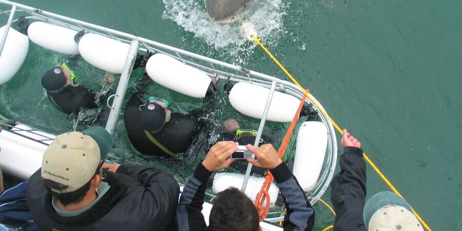 From Hermanus: Cruise with Shark Cage Dive and Lunch - Meals and the value of the $168 price