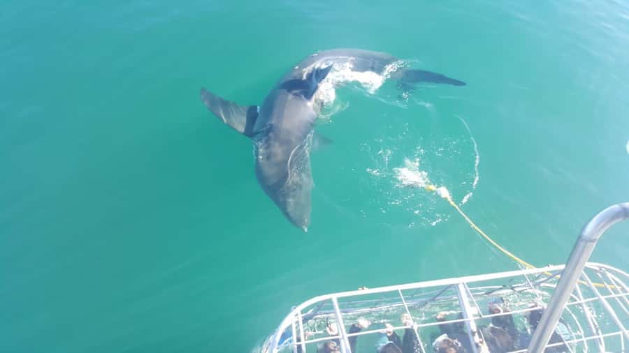 From Hermanus: Cruise with Shark Cage Dive and Lunch - Weather, sea conditions, and the no-shark promise