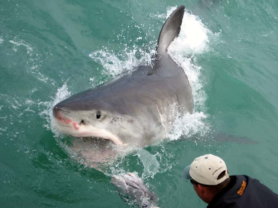 From Hermanus: Cruise with Shark Cage Dive and Lunch - Who will enjoy this, and who should skip it