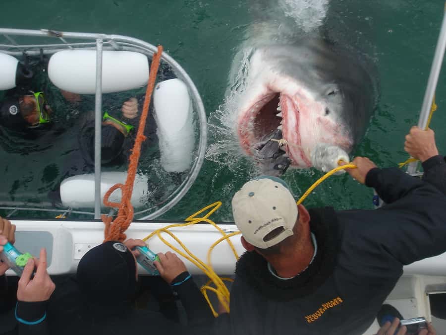 From Hermanus: Cruise with Shark Cage Dive and Lunch - Starting at Kleinbaai Harbour