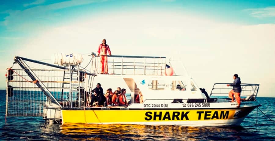 From Hermanus or Cape Town: Shark Cage Diving Experience - What makes the Gansbaai cage experience worthwhile