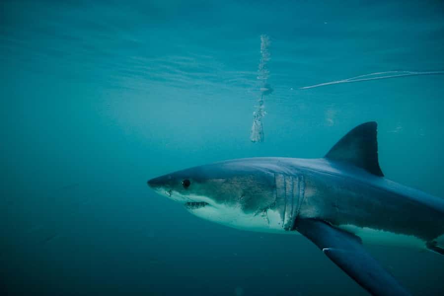 From Hermanus or Cape Town: Shark Cage Diving Experience - Meeting the skipper and learning about the sharks