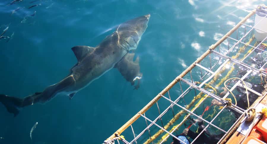 From Hermanus or Cape Town: Shark Cage Diving Experience - Starting the morning with breakfast in Gansbaai