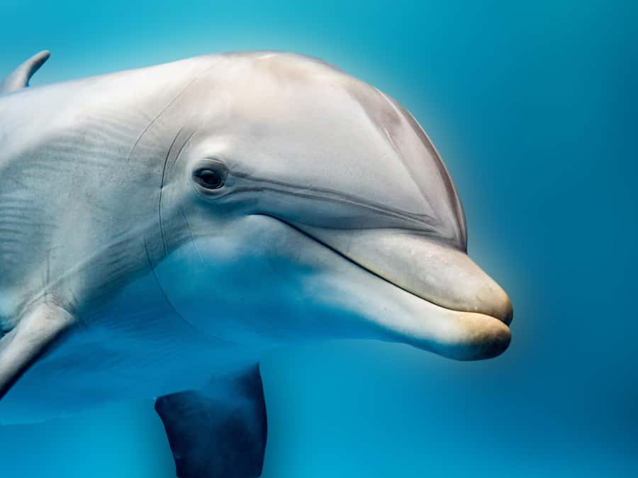 From Hurghada: Hula Hula Island Speedboat Tour with Dolphins - Key points to know before booking