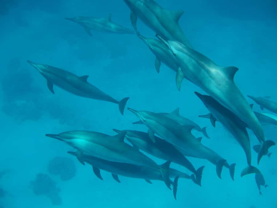 From Hurghada: Hula Hula Island Speedboat Tour with Dolphins - The Red Sea day begins with speed