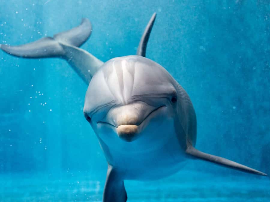From Hurghada: Hula Hula Island Speedboat Tour with Dolphins - What the day feels like in real terms