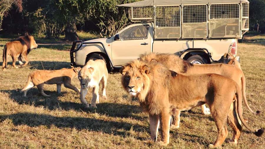 From Johannesburg: Lion & Safari Park Half-Day Tour - Quick points before you book