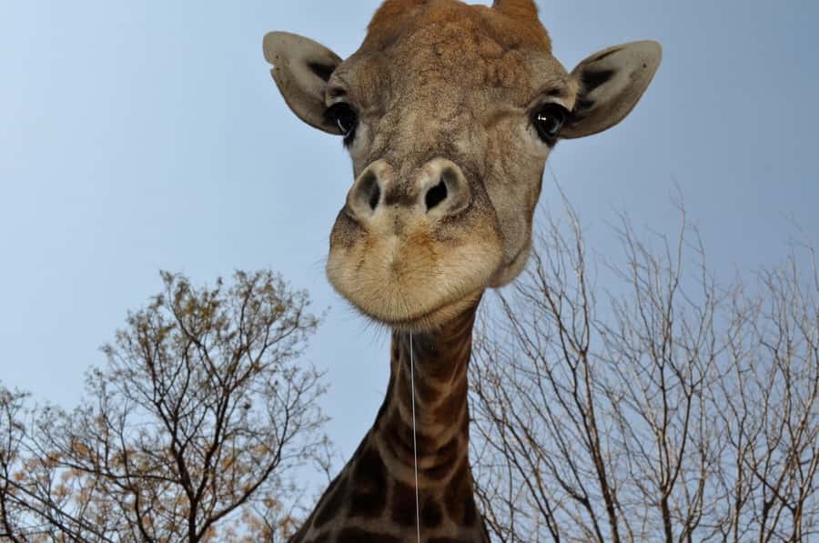 From Johannesburg: Lion & Safari Park Half-Day Tour - Should you book the Lion and Safari Park tour?