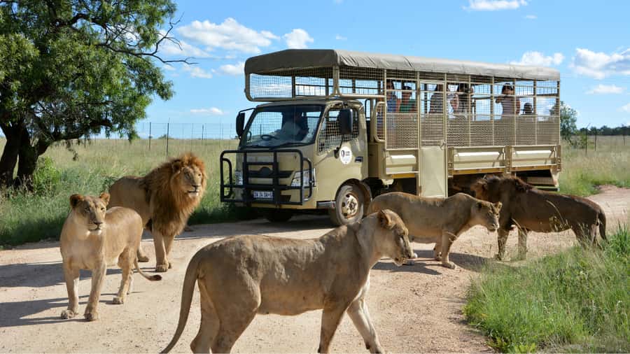 From Johannesburg: Lion & Safari Park Half-Day Tour - Why this half-day safari works in Johannesburg