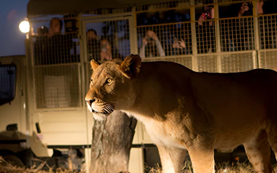 From Johannesburg: Lion & Safari Park Half-Day Tour - Entering the park and joining the one-hour drive
