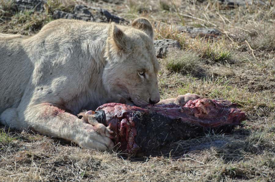 From Johannesburg: Lion & Safari Park Half-Day Tour - Choosing morning or afternoon
