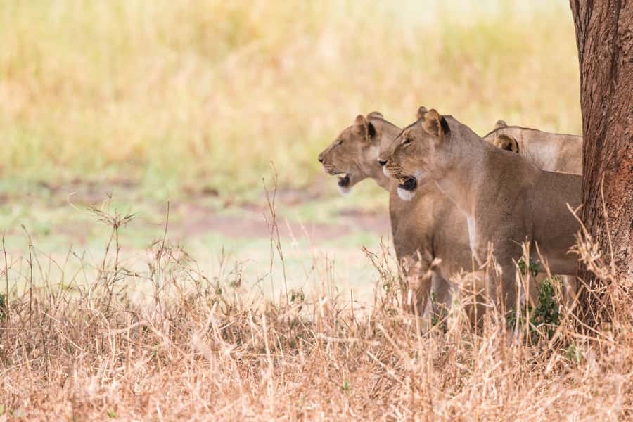 From Johannesburg: Lion & Safari Park Half-Day Tour - Who should book this experience