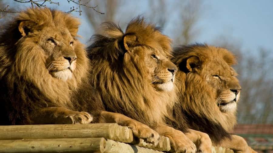 From Johannesburg: Lion & Safari Park Half-Day Tour - What to keep in mind before leaving Johannesburg
