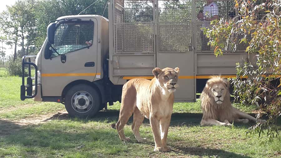 From Johannesburg: Lion & Safari Park Half-Day Tour - The ride from your hotel to Lion and Safari Park