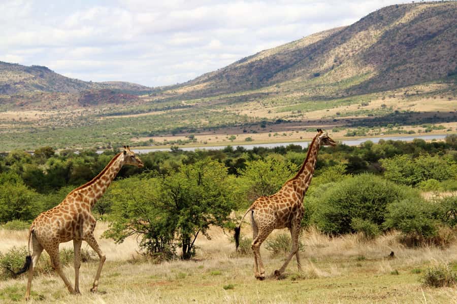 From Johannesburg: Pilanesberg Nature Reserve Game Safari - The lunch stop and midday pause