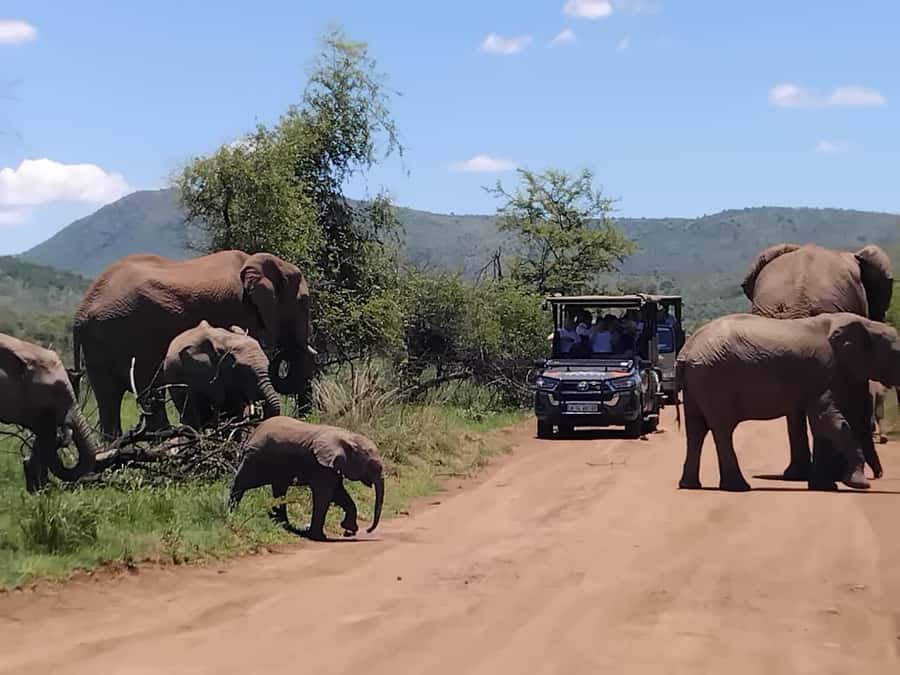 From Johannesburg: Pilanesberg Nature Reserve Game Safari - The afternoon drive and changing light