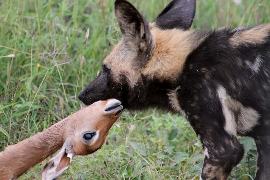 From Johannesburg: Pilanesberg Nature Reserve Game Safari - Who will enjoy this safari most