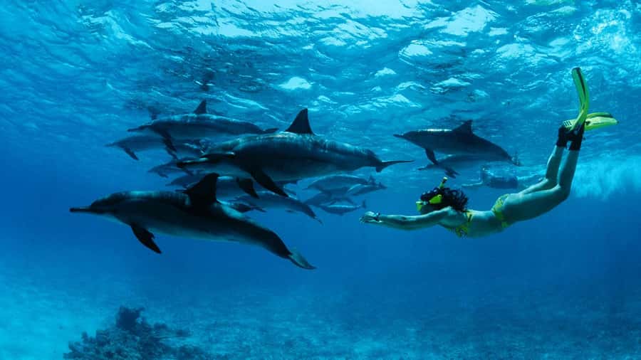 From Kendwa: Mnemba Boat Trip and Dolphin Snorkel Adventure - A morning on the water from Kendwa