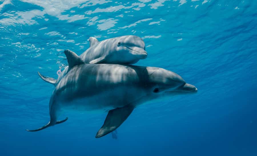 From Kendwa: Mnemba Boat Trip and Dolphin Snorkel Adventure - How the crew handles safety and comfort