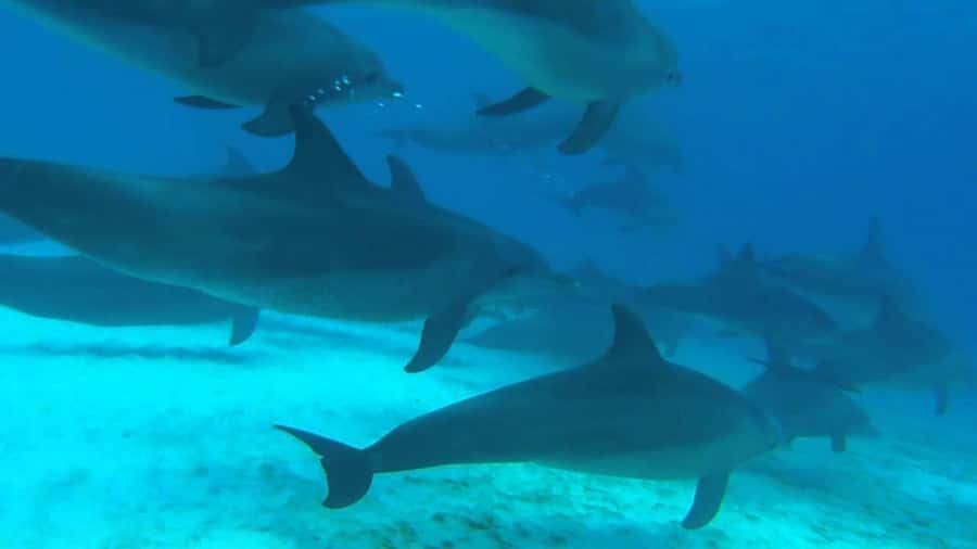 From Kendwa: Mnemba Boat Trip and Dolphin Snorkel Adventure - Timing, meeting point, and what to pack