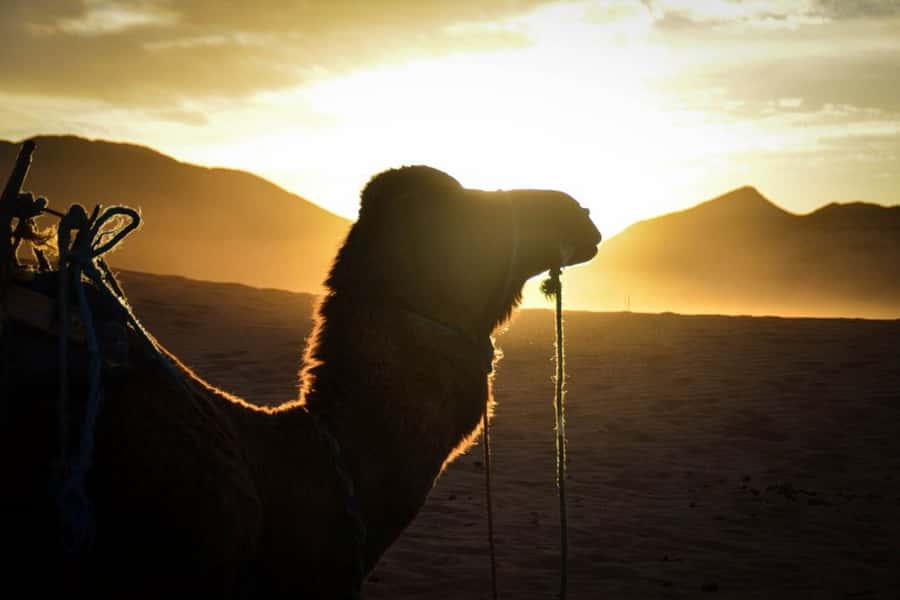 From Marrakech: 2-Day Desert Excursion - Ouarzazate and the road through the Draa Valley
