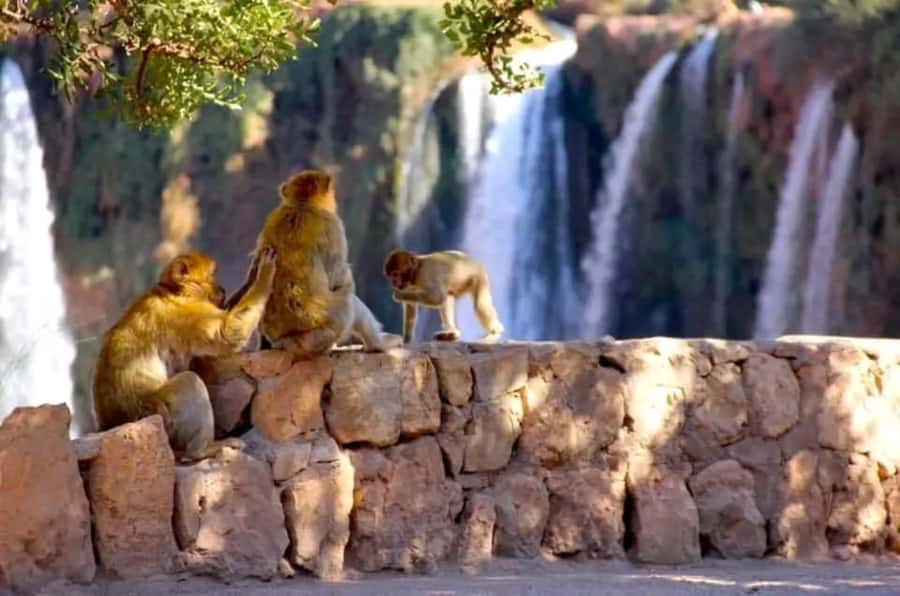 From Marrakech: Day Tour to Ouzoud Waterfalls - Why Ouzoud Waterfalls is worth the long ride