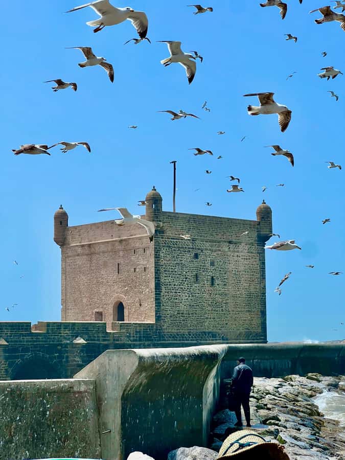 From Marrakech: Essaouira Coastal City Day Trip - Beach Time and Atlantic Weather