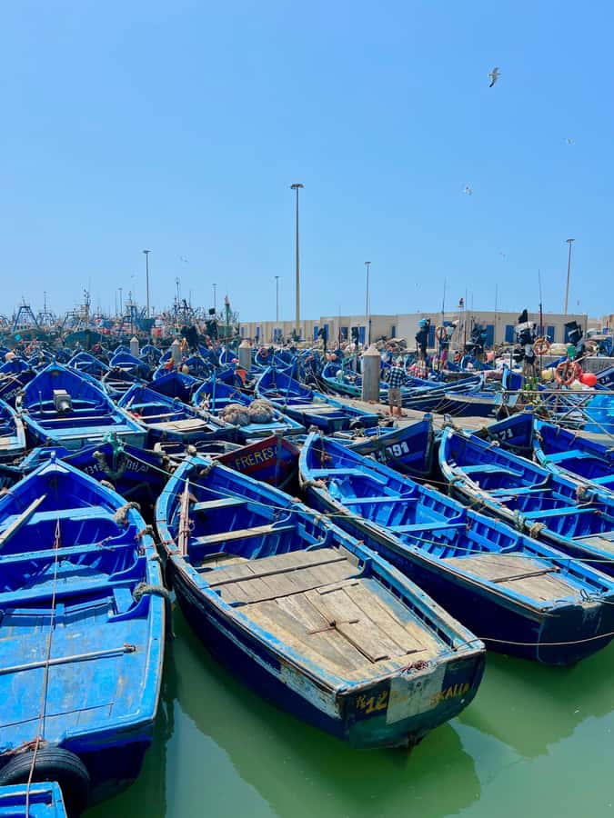 From Marrakech: Essaouira Coastal City Day Trip - Is $10 Good Value?