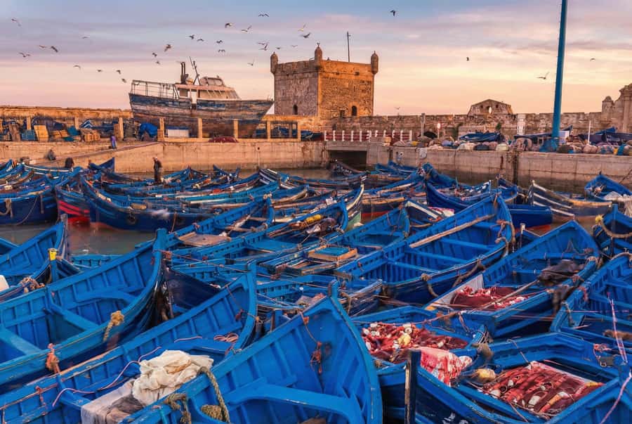 From Marrakech: Essaouira Coastal Escape with Lunch - Seeing argan oil at a women-run cooperative