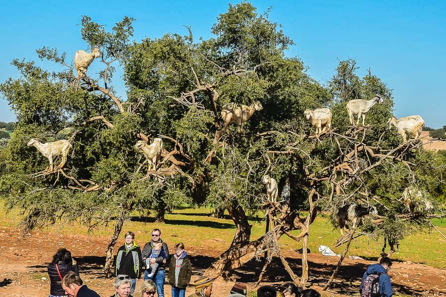 From Marrakech: Essaouira Day Tour with Optional Activities - Key points at a glance