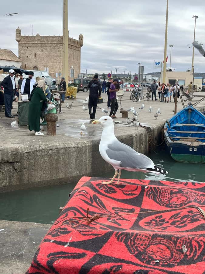 From Marrakech: Essaouira Day Trip with Hotel Pickup - Timing, comfort, and small drawbacks