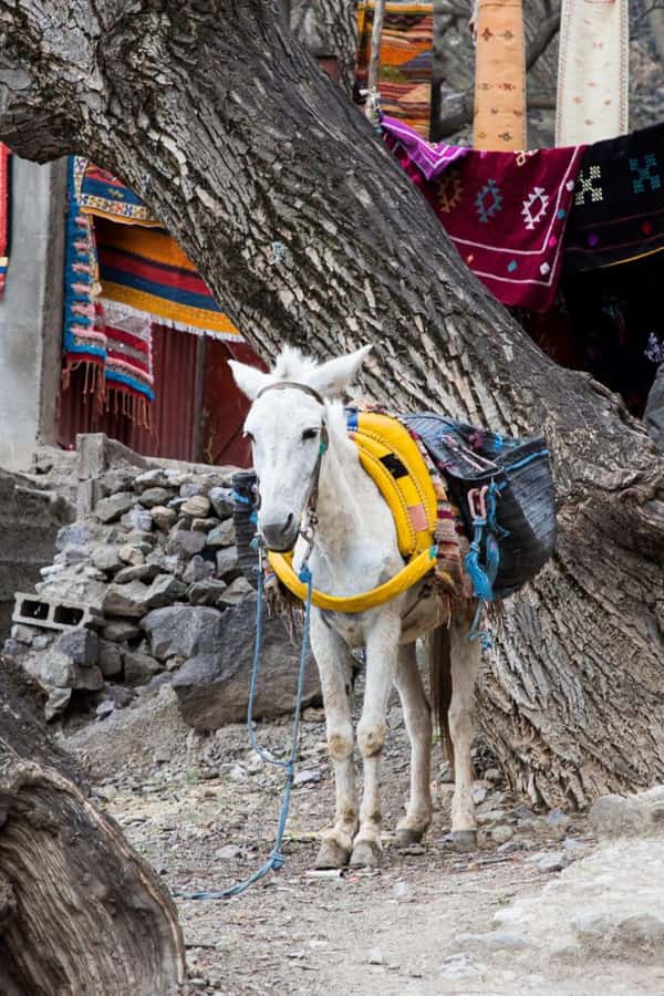From Marrakech: Full-Day in the Atlas Mountains with Lunch - Who should book this Atlas Mountains day trip?