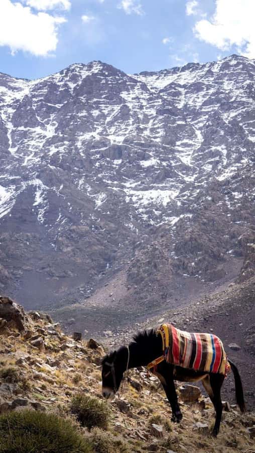 From Marrakech: Full-Day in the Atlas Mountains with Lunch - Lunch with a mountain view
