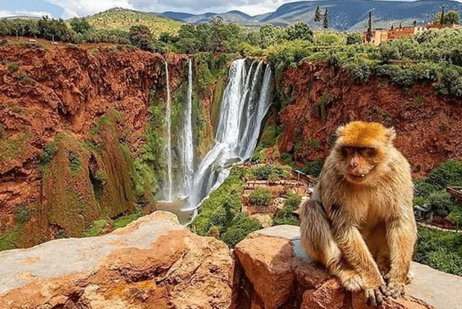 From Marrakech: Guided Ouzoud Waterfalls Tour with Boat Ride - The morning pickup and the road north