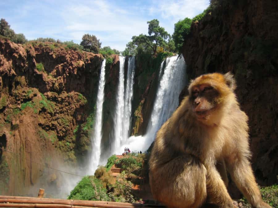 From Marrakech: Guided Ouzoud Waterfalls Tour with Boat Ride - The return journey and what the timing means